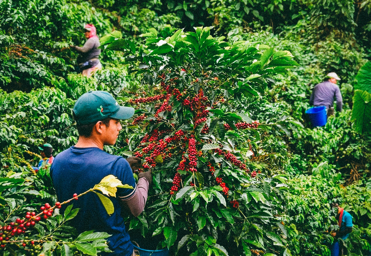 Cerezas maduras de café en Finca El Progreso